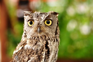 Female Western Screech Owl clipart