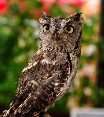 Female Western Screech Owl clipart