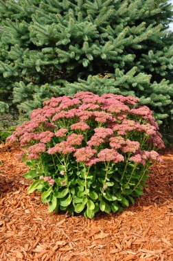 Flowering Sedum Autumn Joy clipart