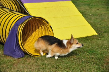 Pembroke Galce corgi