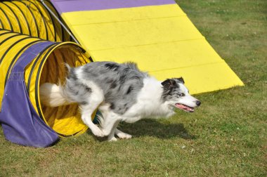 Australian Shepherd clipart