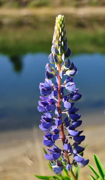 Синий цветок люпина — стоковое фото