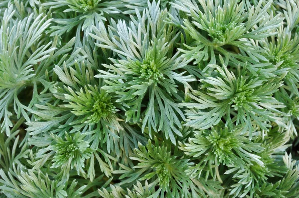 Montículo de plata Artemisia —  Fotos de Stock