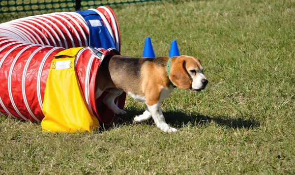 Beagle dejando túnel de agilidad roja — Foto de Stock