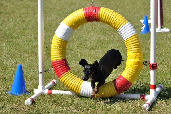 Siyah minyatür dachshund atlama — Stok fotoğraf
