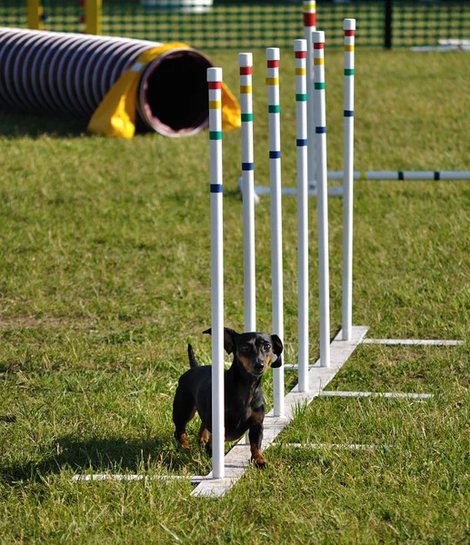Siyah minyatür dachshund — Stok fotoğraf