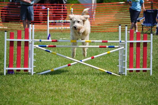 Собака прыгает через двойной прыжок — стоковое фото