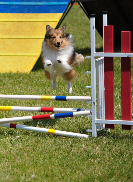 Shetland Sheepdog (Sheltie) leaping
