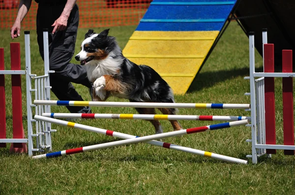 Australischer Schäferhund (aussie) springt — Stockfoto