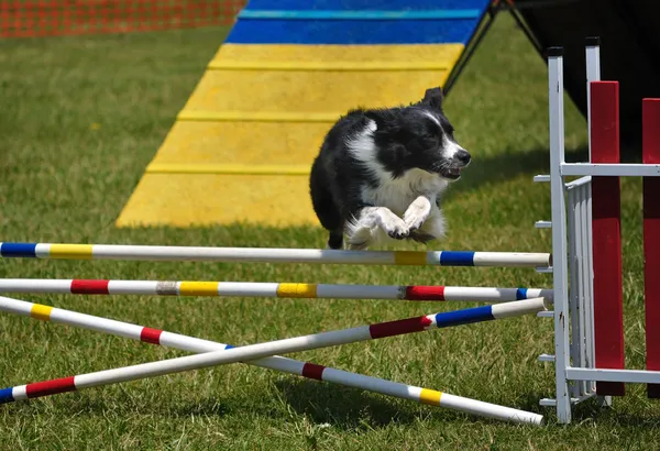 Border ποιμενικού σκύλου, πηδώντας πάνω από ένα διπλό άλμα — Φωτογραφία Αρχείου