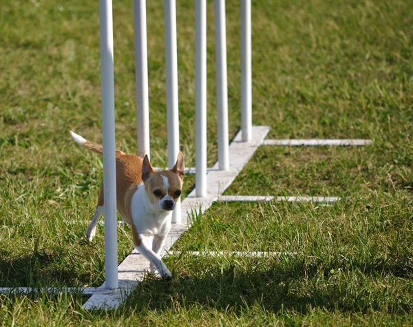 Chihuahua doing weave poles — Stock Photo, Image