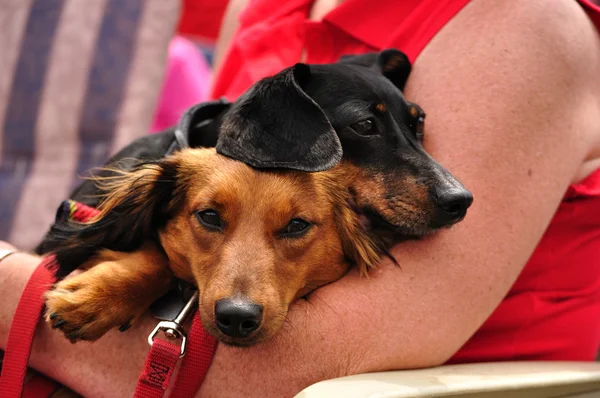 Μινιατούρα ζευγάρι είδος γερμανικού κυνηγετικού σκύλου — Φωτογραφία Αρχείου