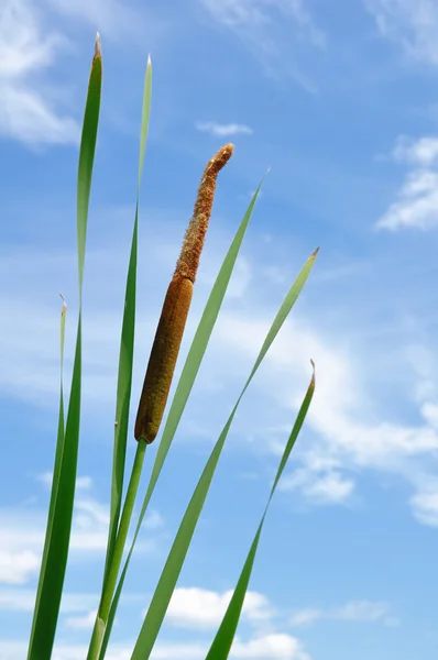 푸른 하늘에 대 한 cattail — 스톡 사진