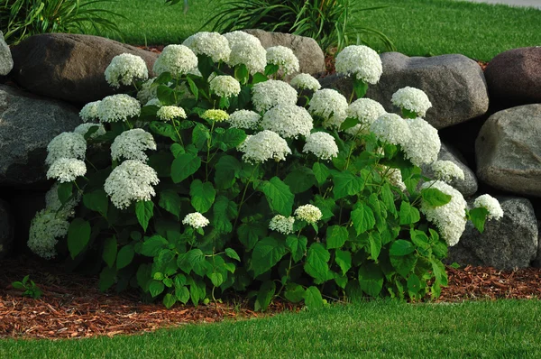 Blooming Hydrangea — Stock Photo, Image