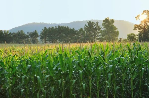 Frühmorgendliches Licht auf dem Maisfeld — Stockfoto