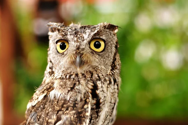 stock image Female Western Screech Owl