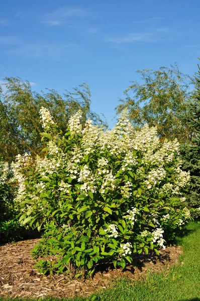 Hortênsia Florescente Bush — Fotografia de Stock