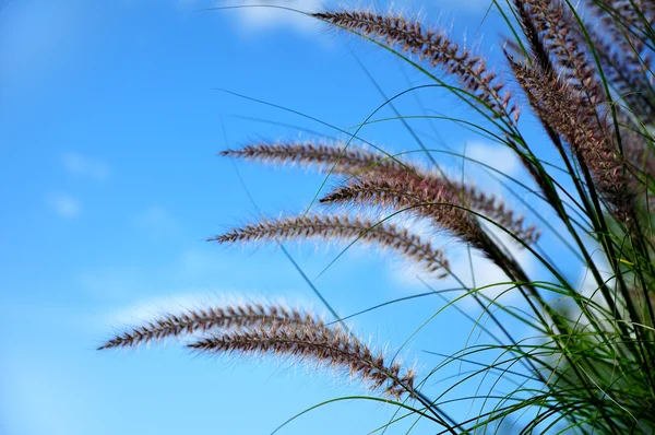 Fuente de hierba ornamental (Pennisetum ) — Foto de Stock