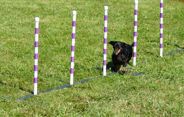 Black miniature dachshund — Stock Photo, Image