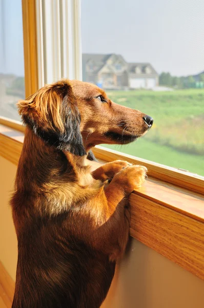 Miniature gravhund kigger ud af et vindue - Stock-foto