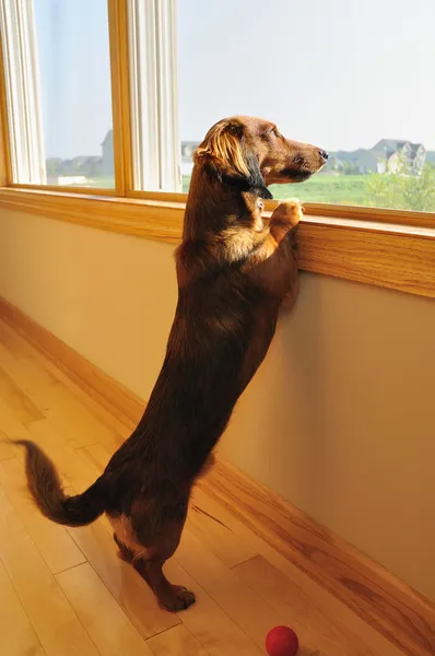 Miniature gravhund kigger ud af et vindue - Stock-foto