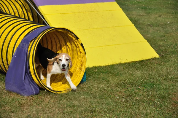 Beagle tricolor — Foto de Stock