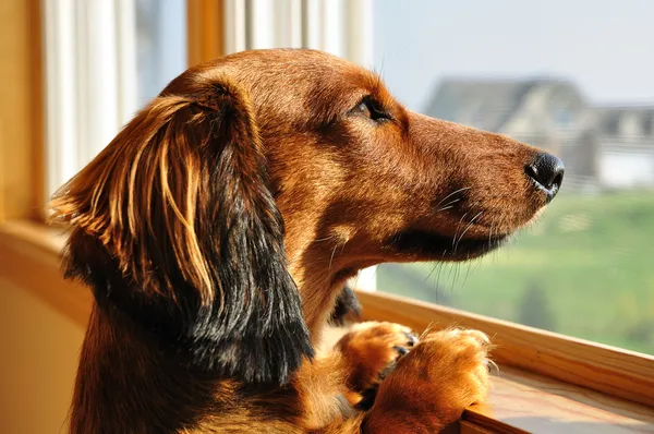 Bir pencereden dışarı bakarak minyatür dachshund Telifsiz Stok Imajlar