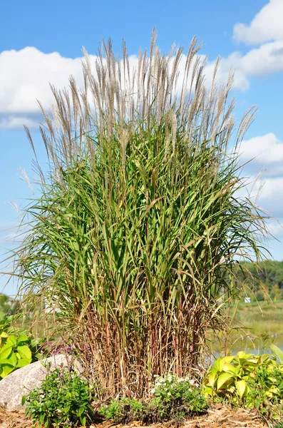 Ornamental Flame Grass Miscanthus — Stock Image Ornamental Flame Grass Miscanthus Royalty Free Stock Images