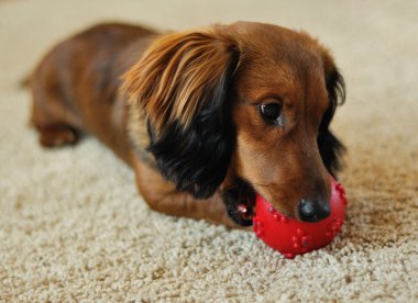 Kırmızı topla oynamayı dachshund