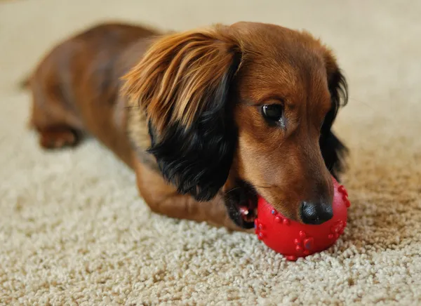 Dachshund playing with red ball — Stock Photo, Image