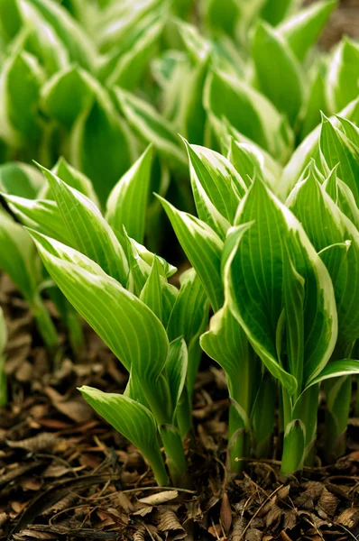 Variegated Hosta Sprouts emerging — Stock Photo, Image