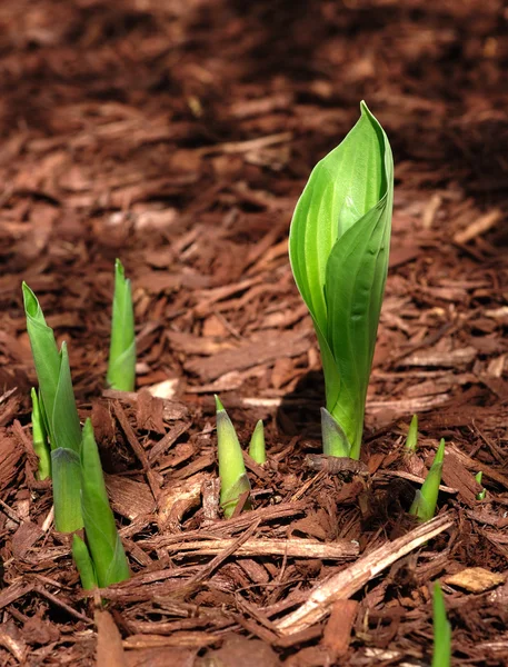 Hosta groddar utvecklas under våren — Stockfoto