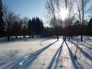 Winter sun through trees clipart