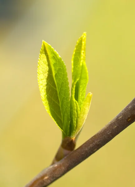 stock image Young leaves in forest