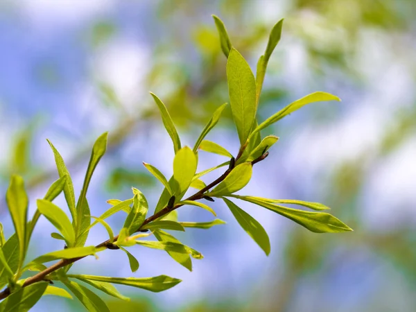 stock image Young leaves in forest 3