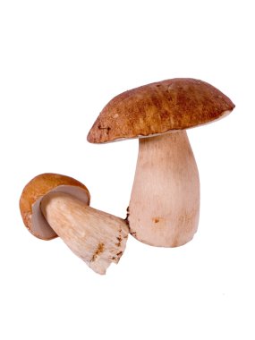 Ceps