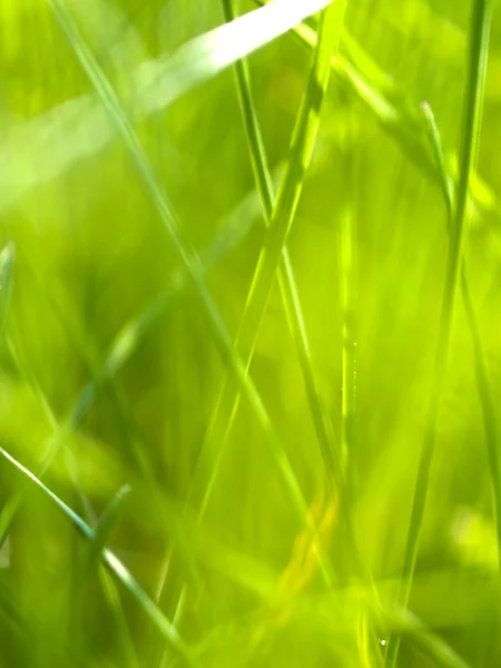 Abstract grass 2 — Stock Photo, Image