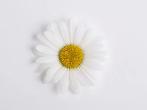 stock image Chamomile 2