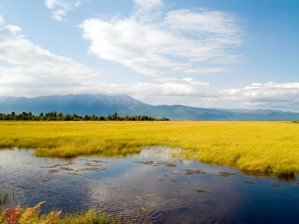 stock image Marshland