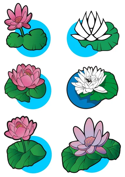 Flores de loto — Vector de stock