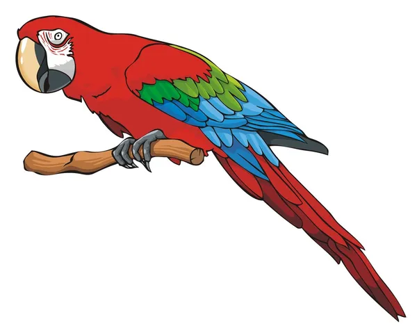 Papagaio de cor brilhante —  Vetores de Stock