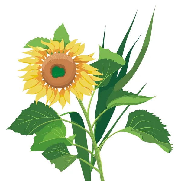 Photo-real sunflower — Stock Vector