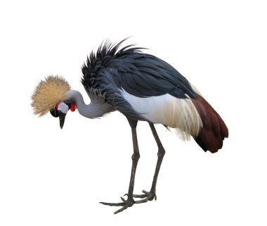 Crowned Crane clipart