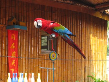 Parrot - rope-walker clipart