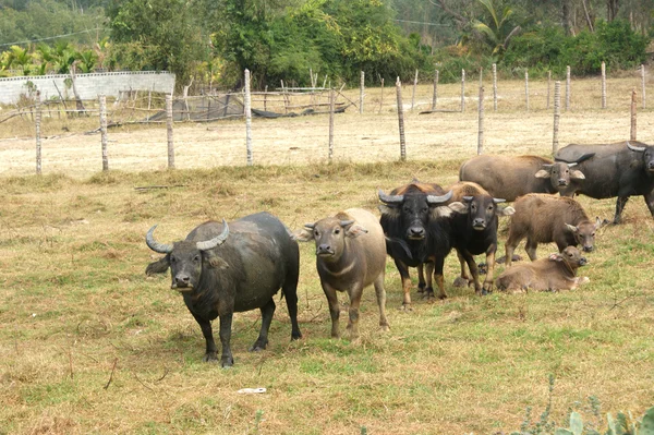 Стадо азиатских буйволов — стоковое фото