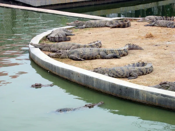 Krokodýli — Stock fotografie