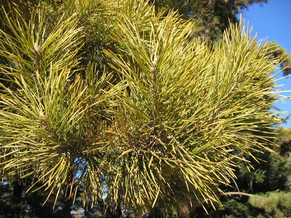 松の木の枝 — ストック写真