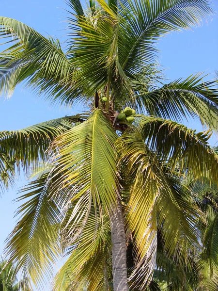 Palma de coco — Fotografia de Stock