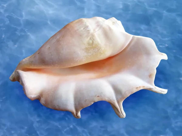 stock image Tropical seashell