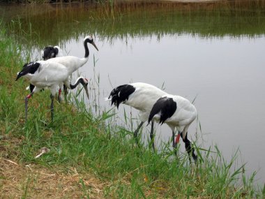 Japanese red-crowned cranes clipart